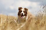 BORDER COLLIE 689